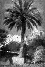 Palme im Garten der Albergo Pagano auf Capri
