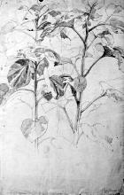 Sonnenblumen