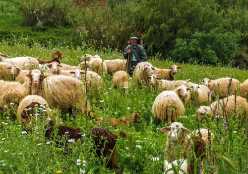 Pixabay: MICHOFF (2020) Bild zum Schlagwort